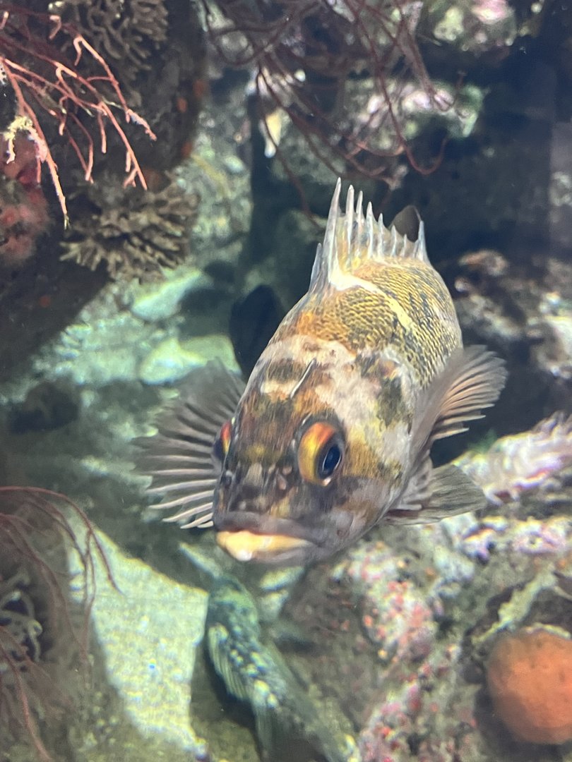 Rockfish ID