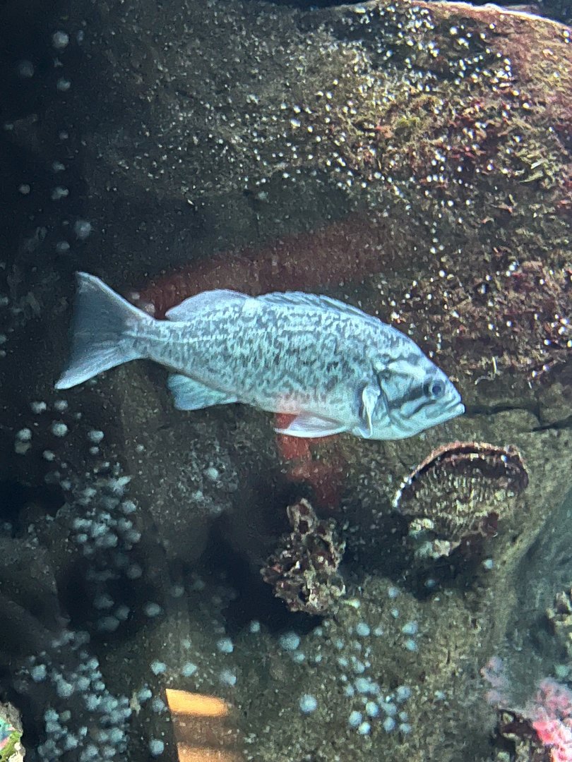 Rockfish ID