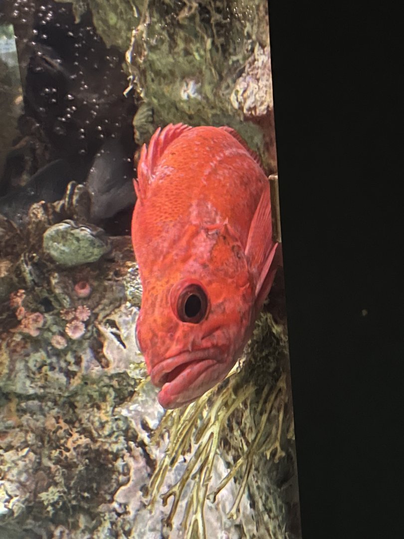 Rockfish ID