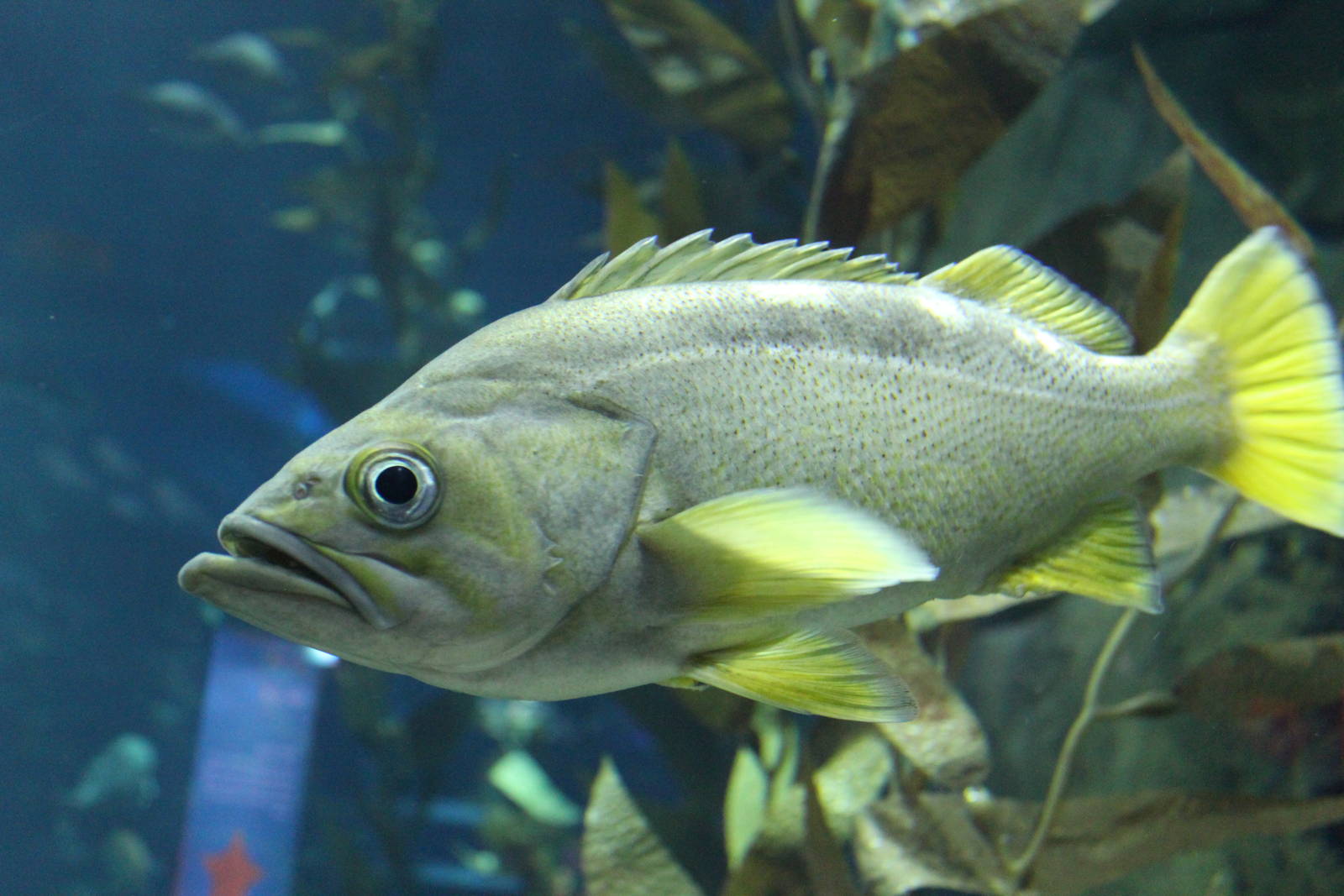 Rockfish Species? - June 2016