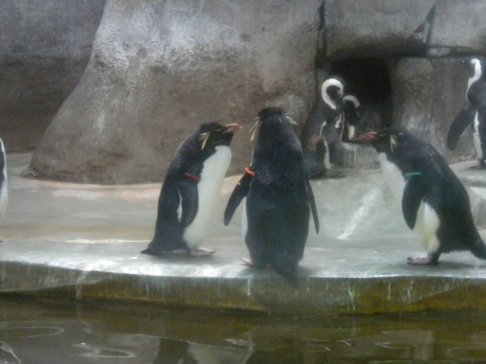 Rockhopper and African Penguins