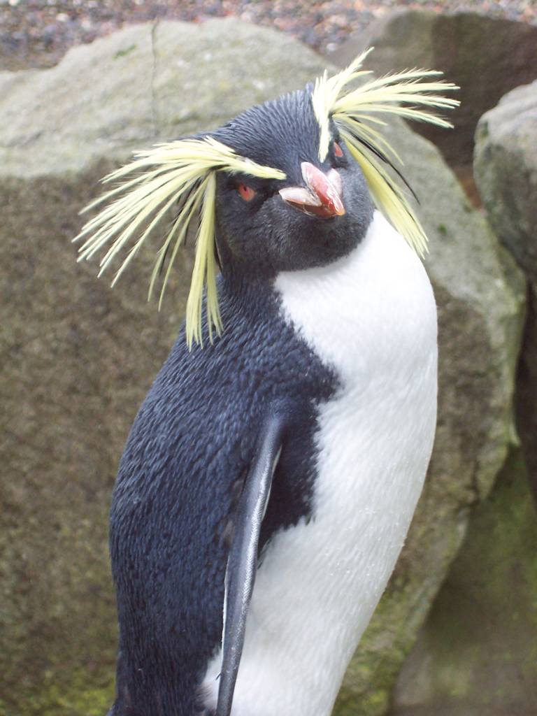 Rockhopper at Edinburgh