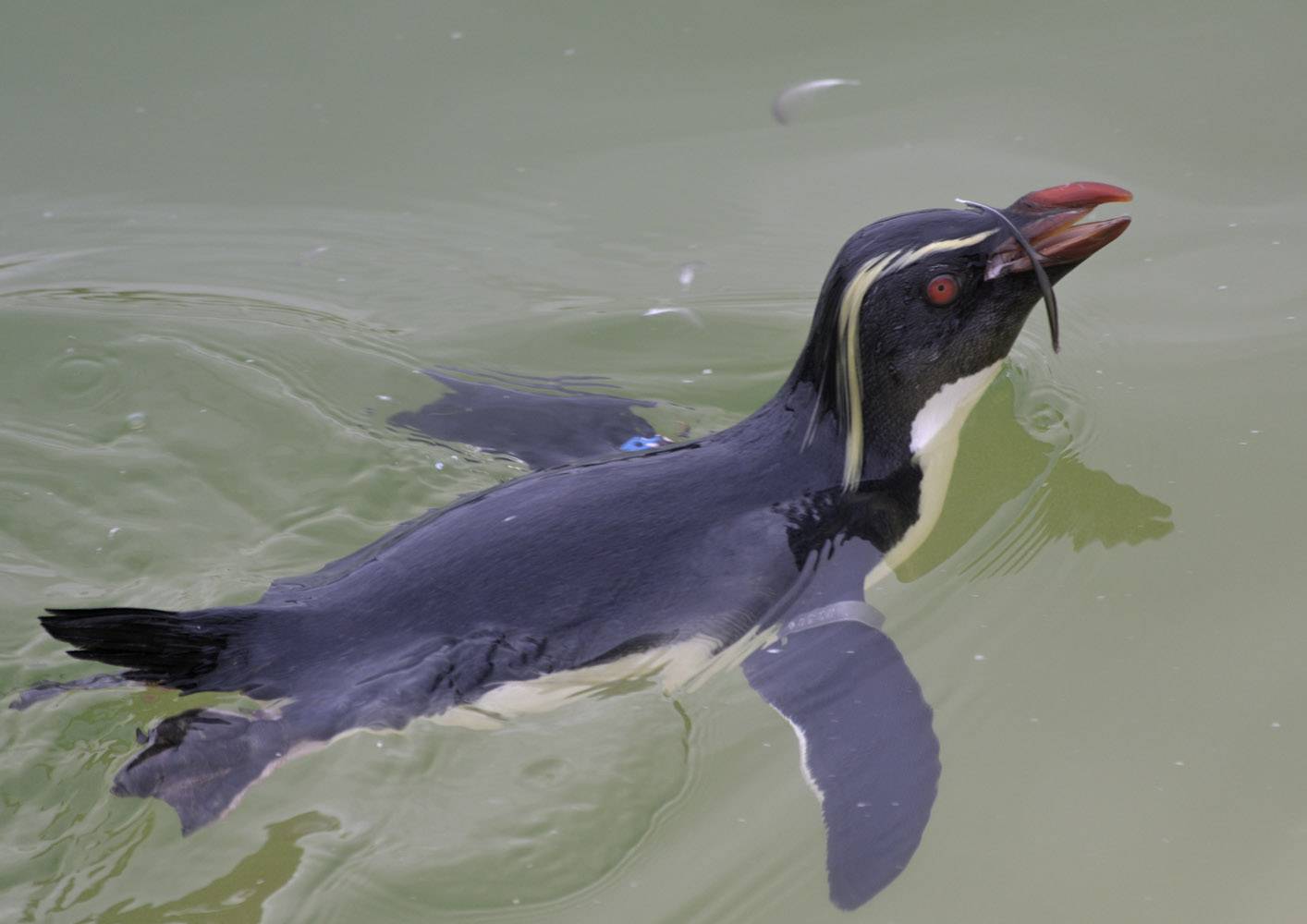 Rockhopper + feather
