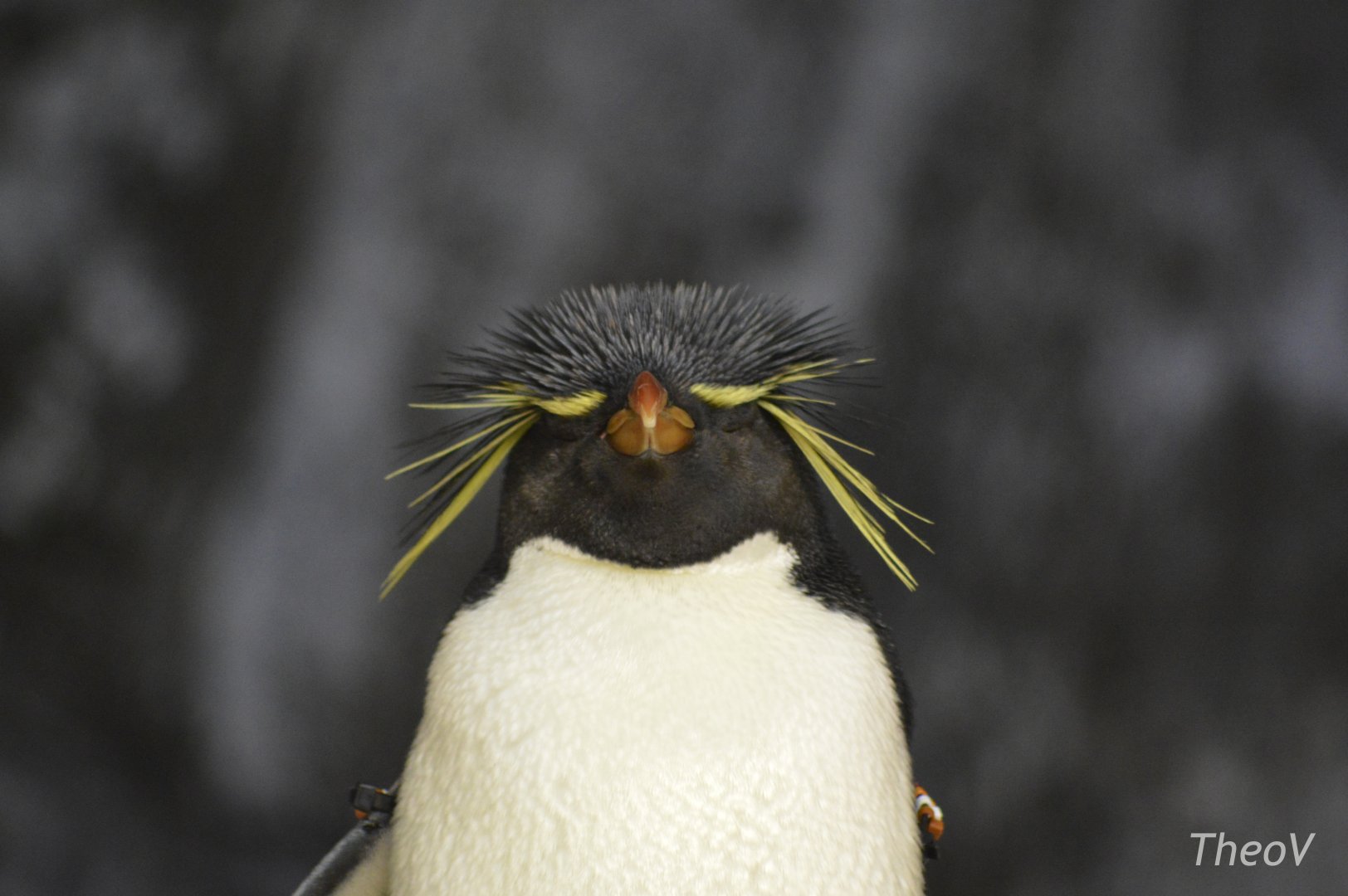 Rockhopper penguin [2017]