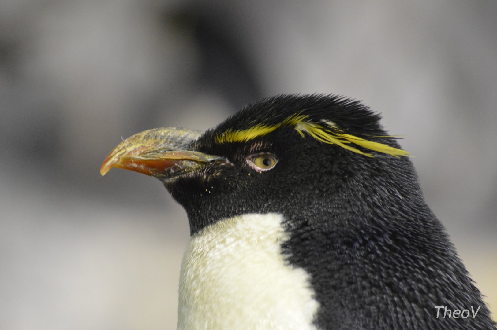 Rockhopper penguin [2017]