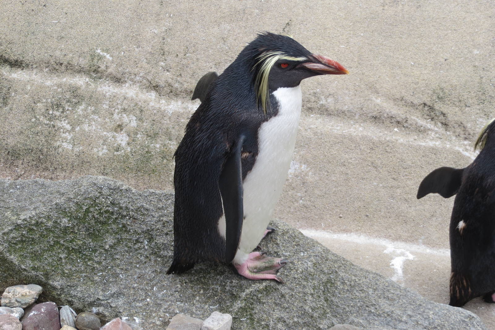 Rockhopper Penguin 240815
