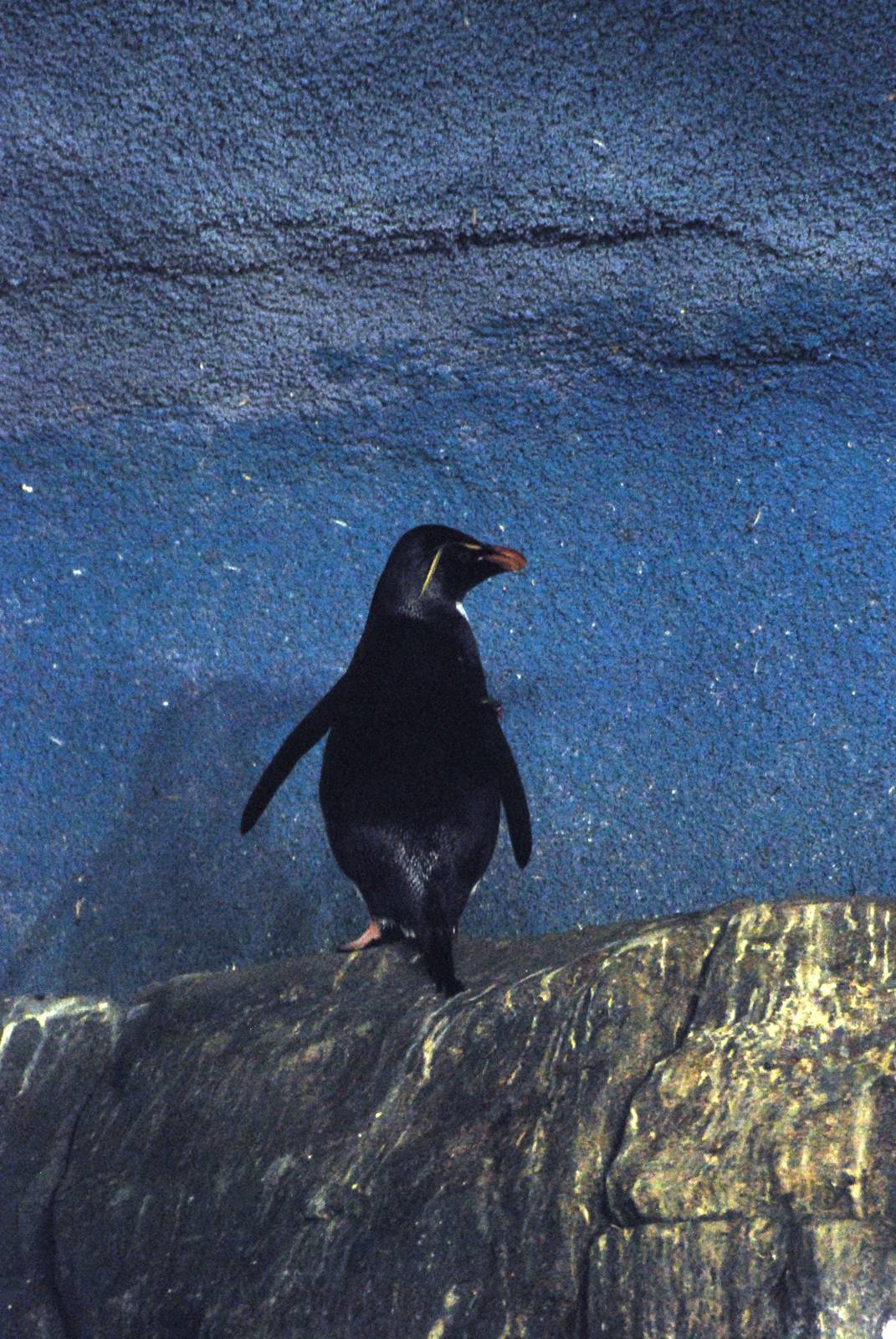 Rockhopper Penguin at Faunia, 27/05/11