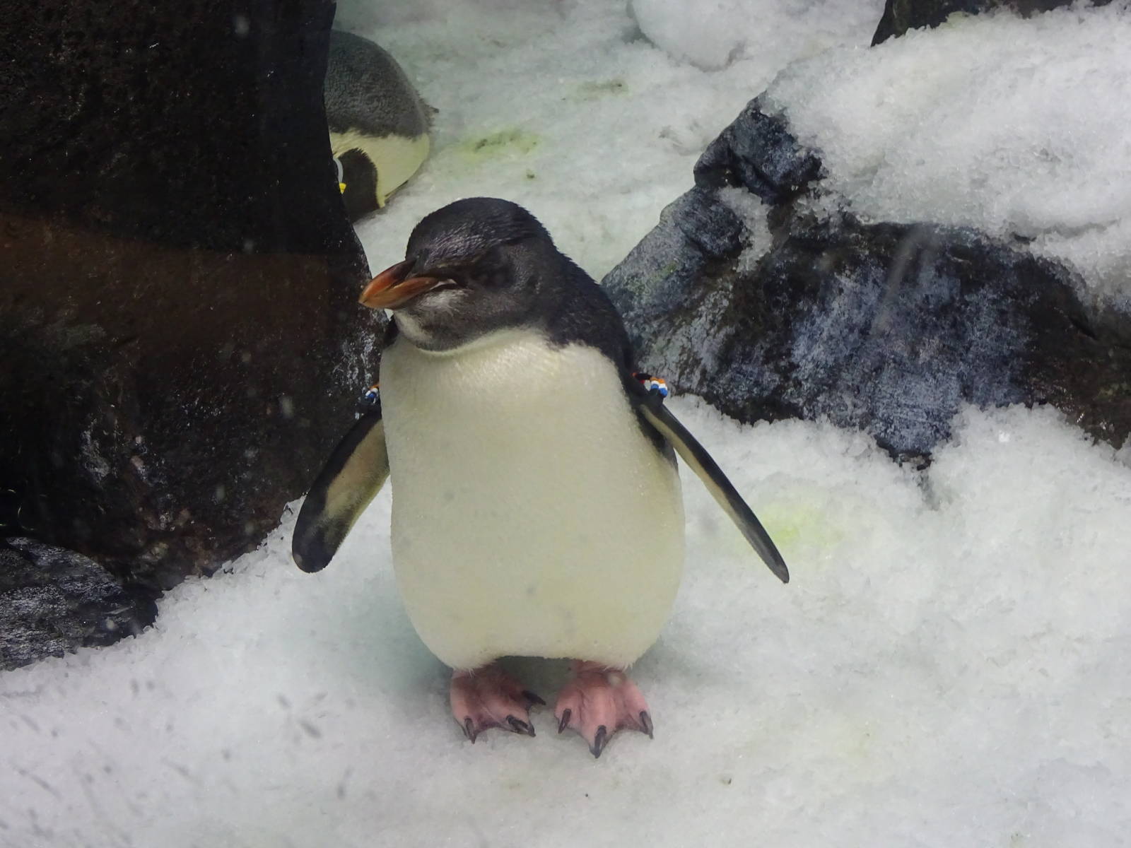 Rockhopper Penguin at SeaWorld Orlando