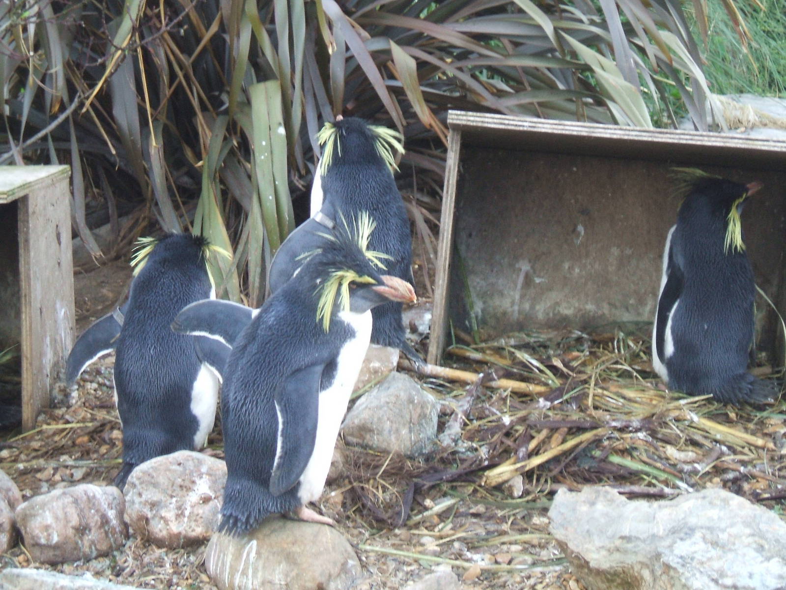 Rockhopper Penguin at Whipsnade