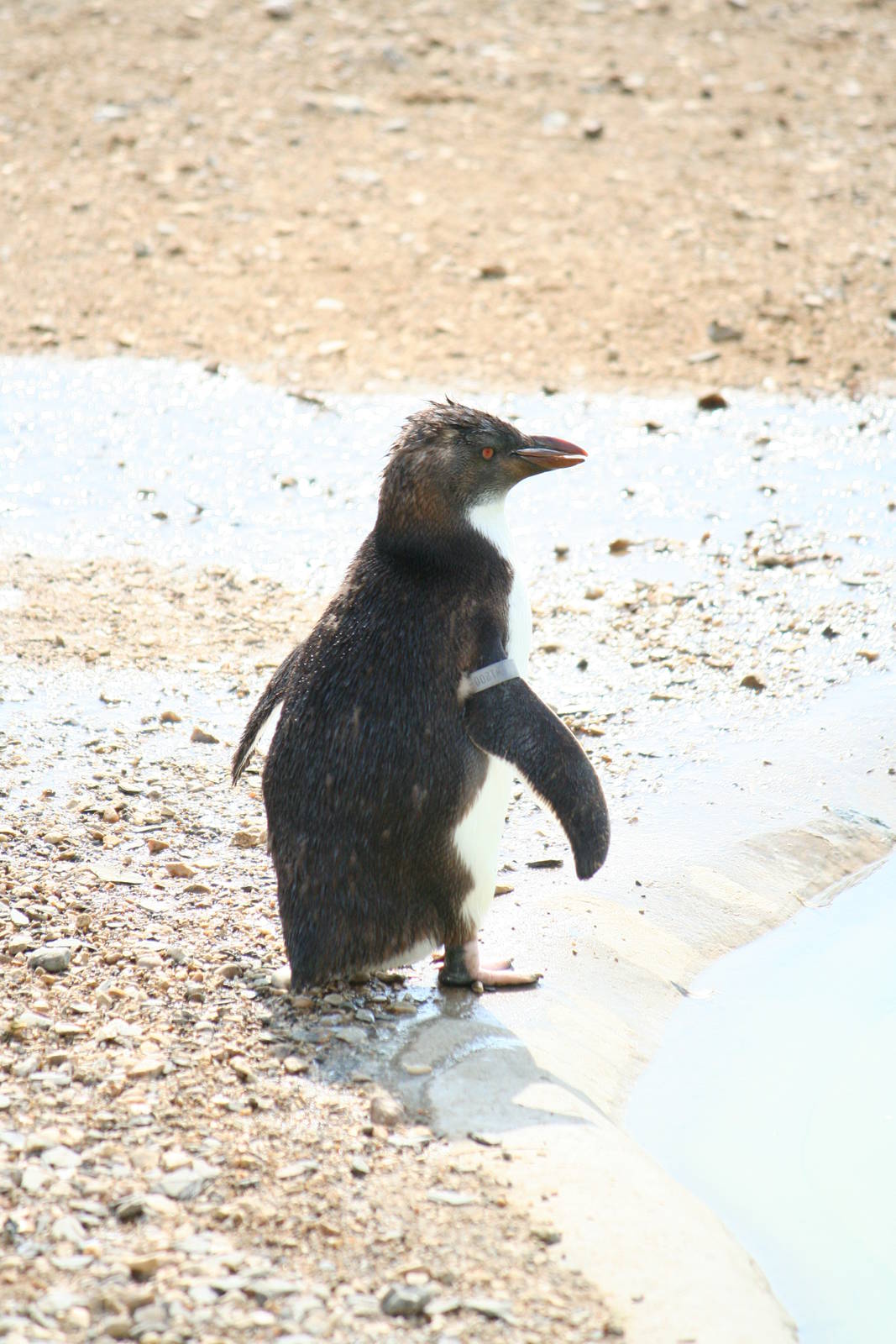 Rockhopper penguin chick