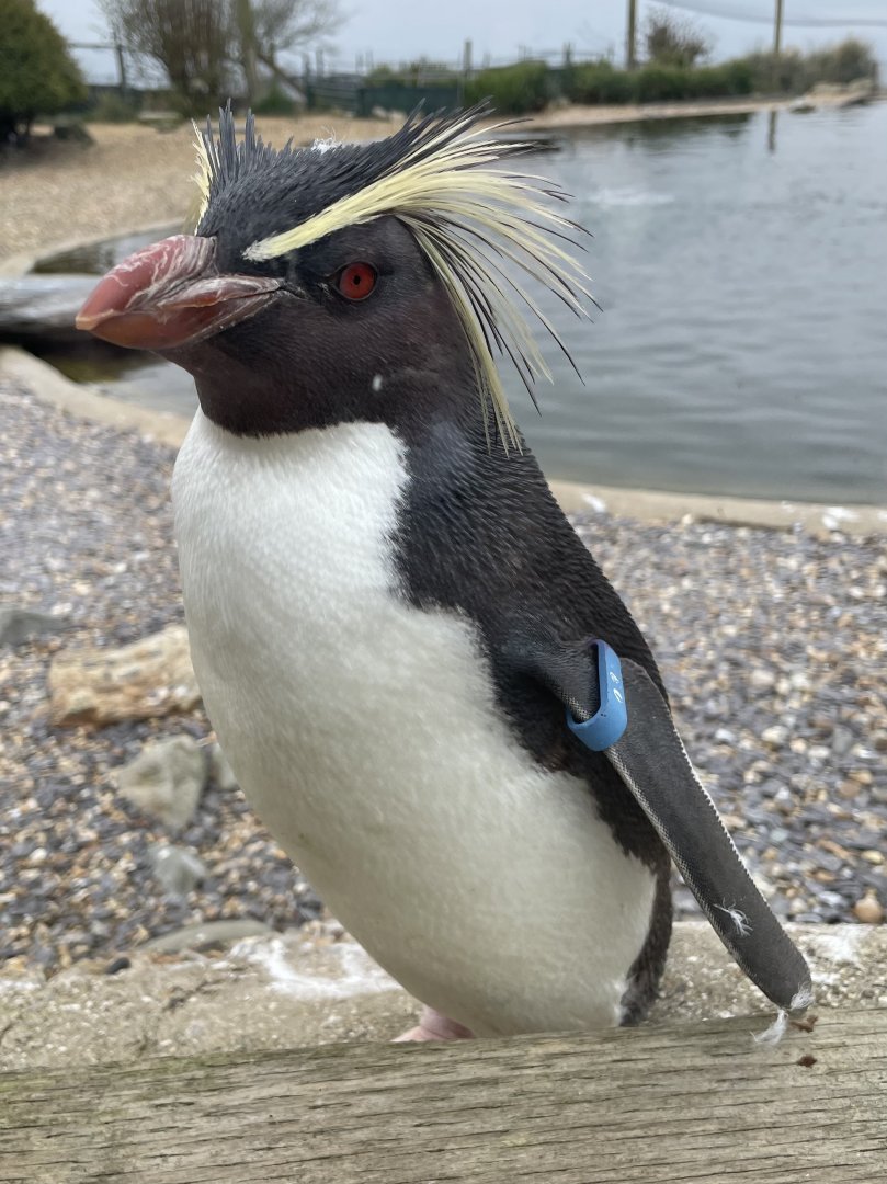 Rockhopper Penguin Close-up