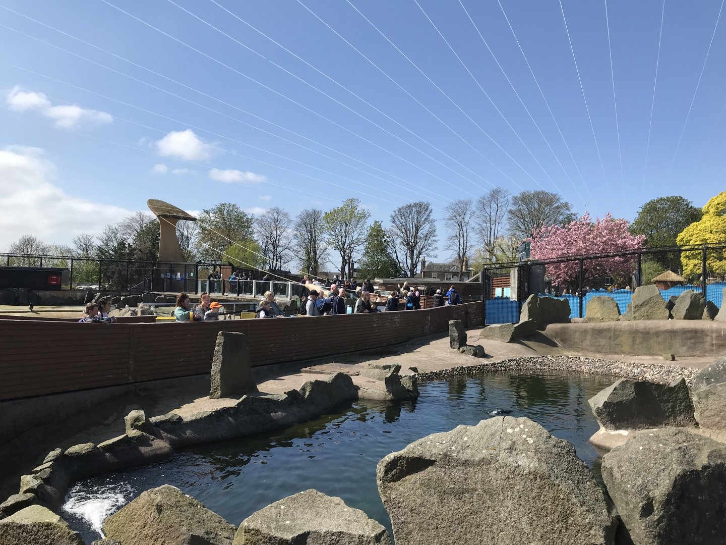 Rockhopper penguin enclosure (2)