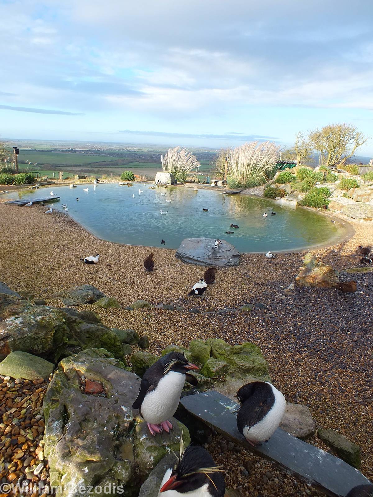Rockhopper Penguin Enclosure with a View