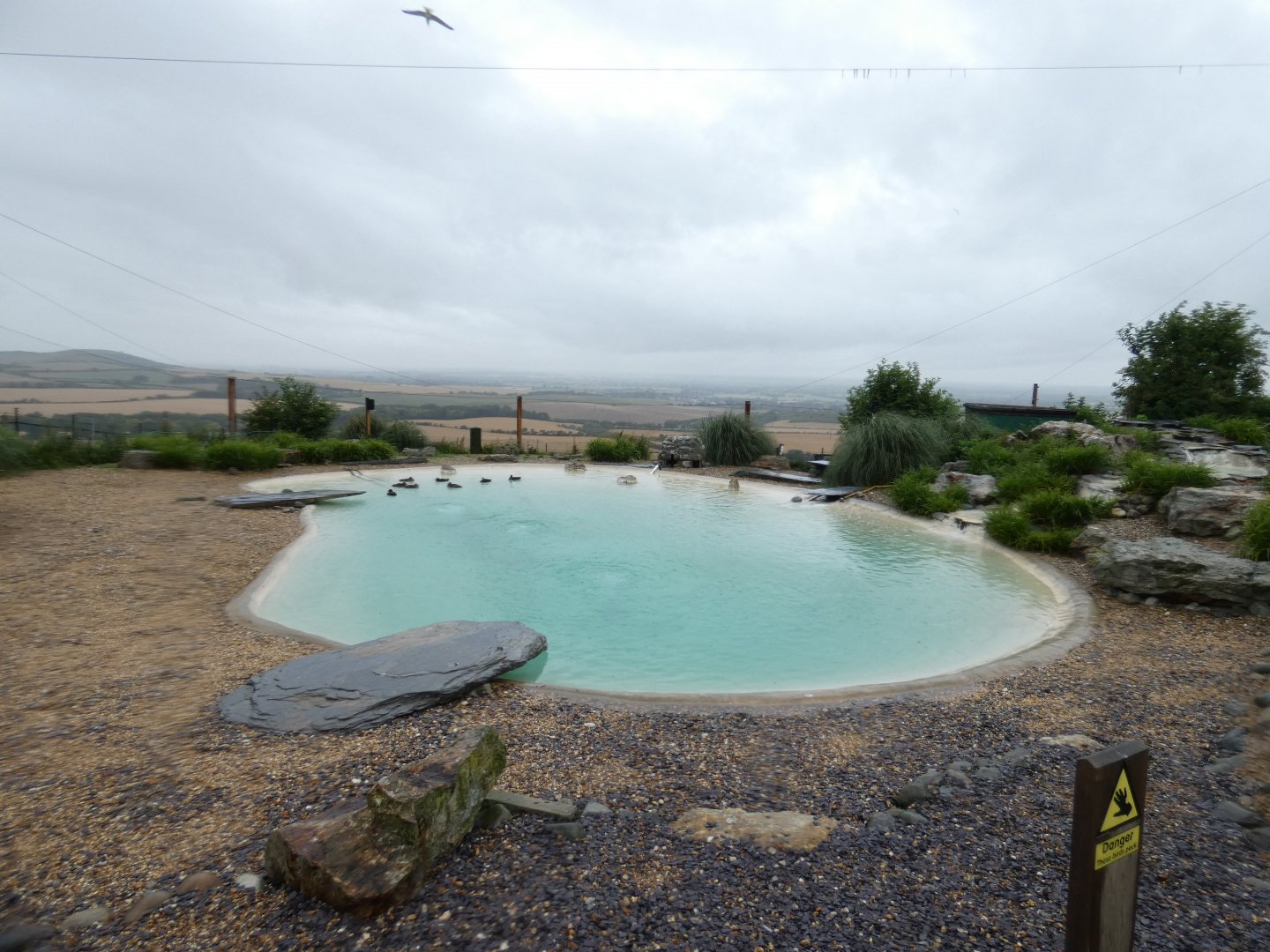 Rockhopper Penguin enclosure