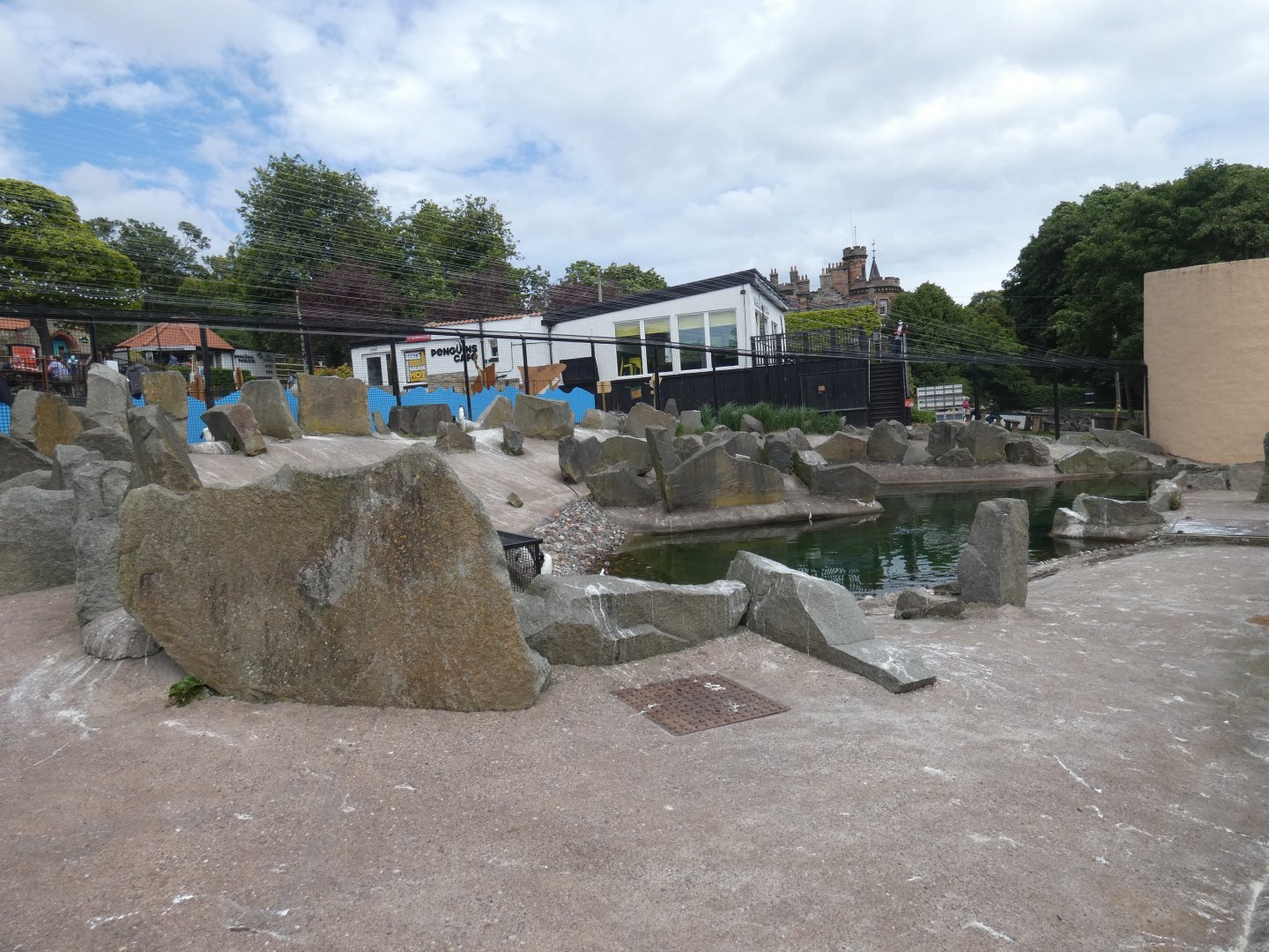 Rockhopper penguin enclosure