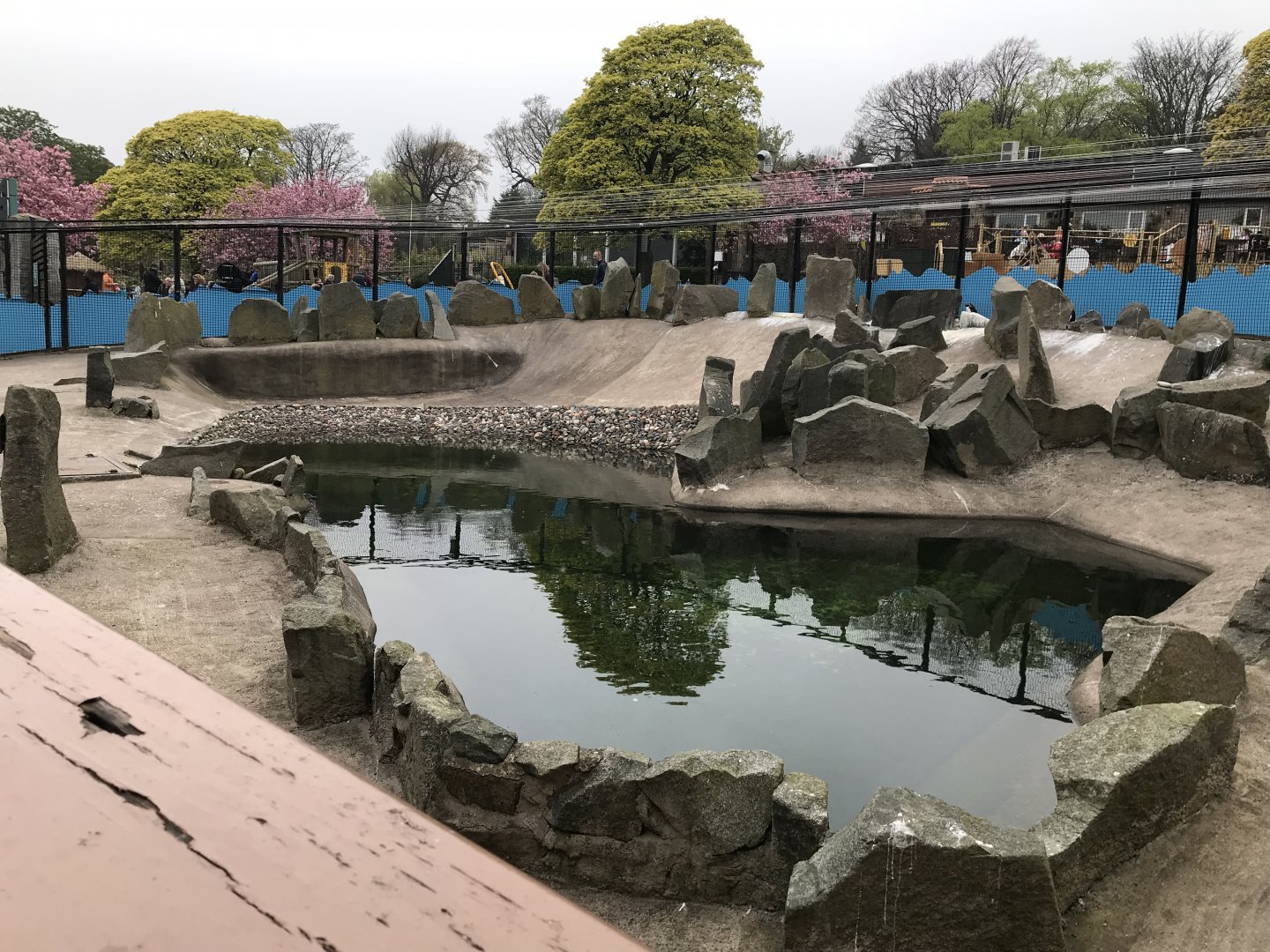 Rockhopper penguin enclosure