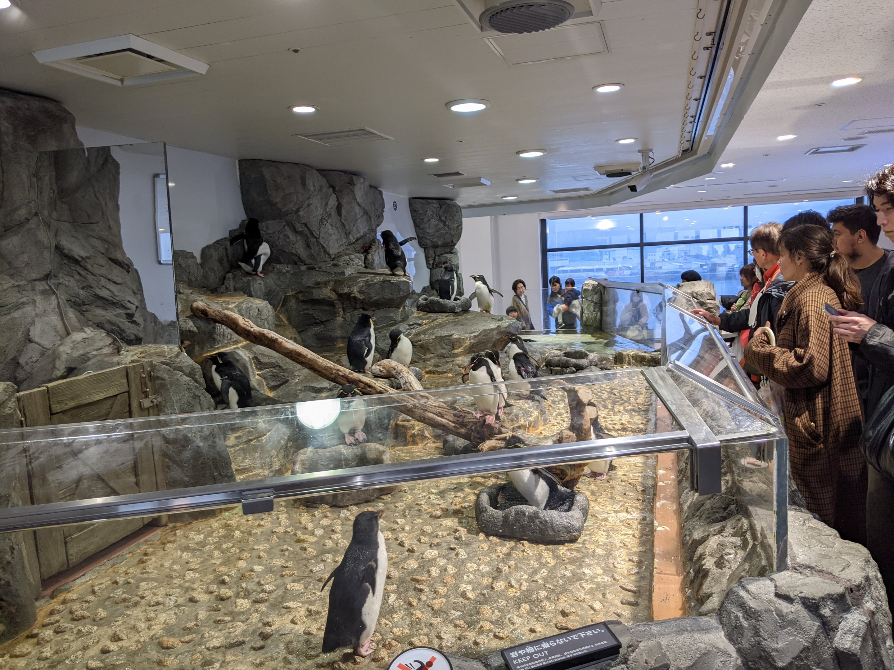 Rockhopper Penguin enclosure