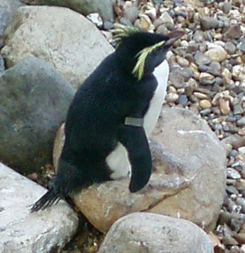 Rockhopper Penguin (Eudyptes crestatus moseleyi)
