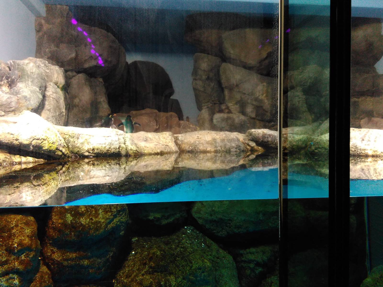 Rockhopper penguin exhibit