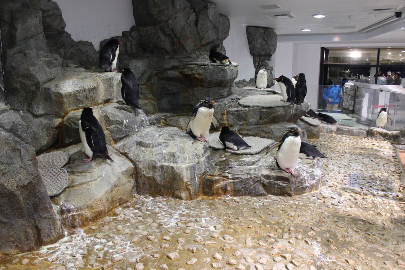 Rockhopper penguin exhibit