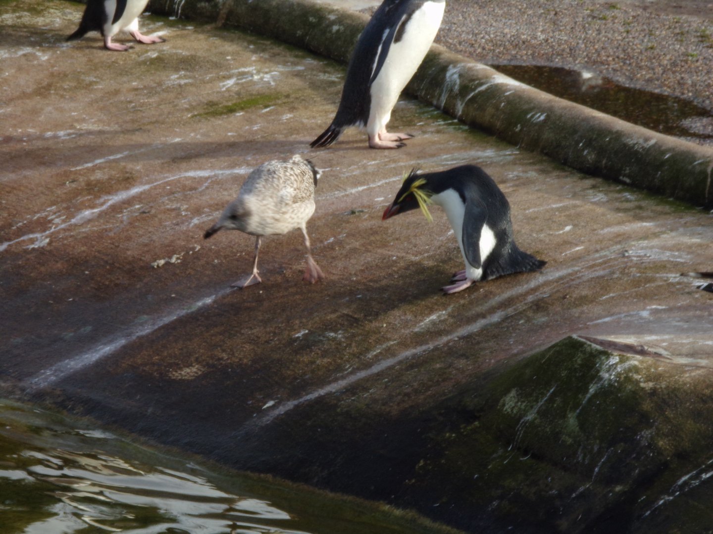 Rockhopper penguin fighting seagull chick 16.9.24