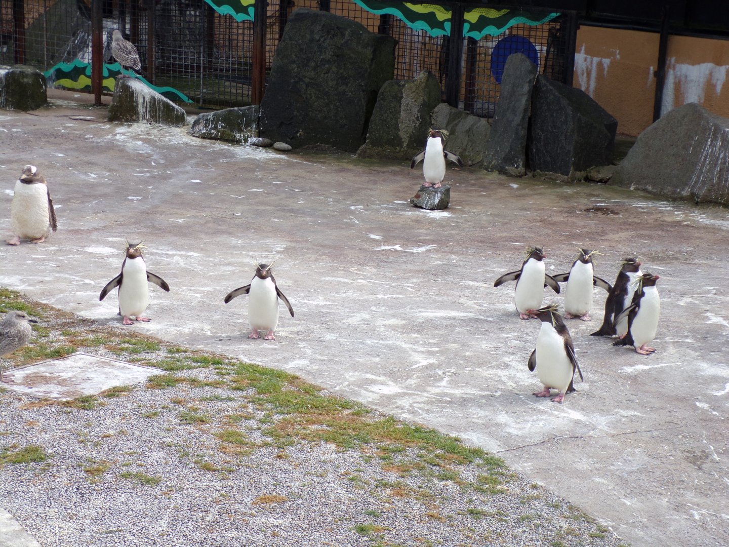 Rockhopper penguin group 14.8.23