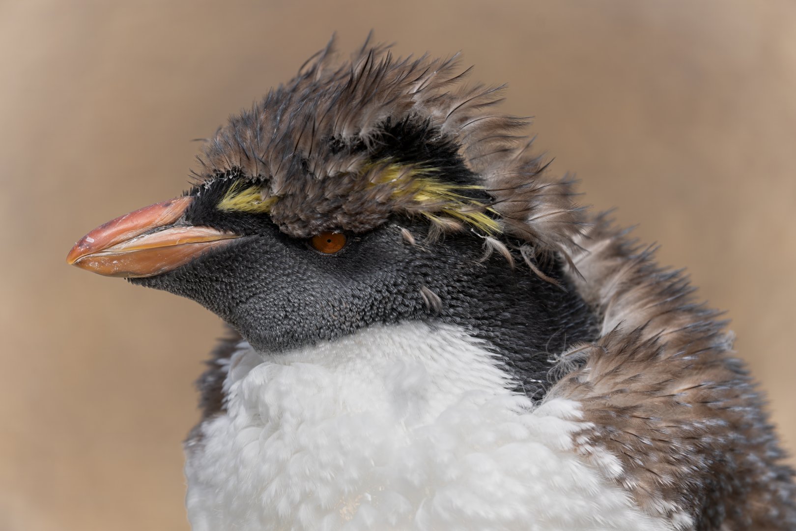 Rockhopper penguin juvenile, ZSL Whipsnade, UK