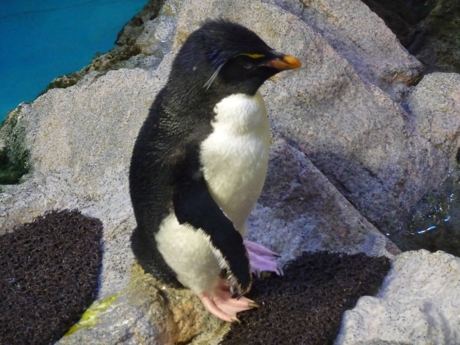 rockhopper penguin new england aquarium