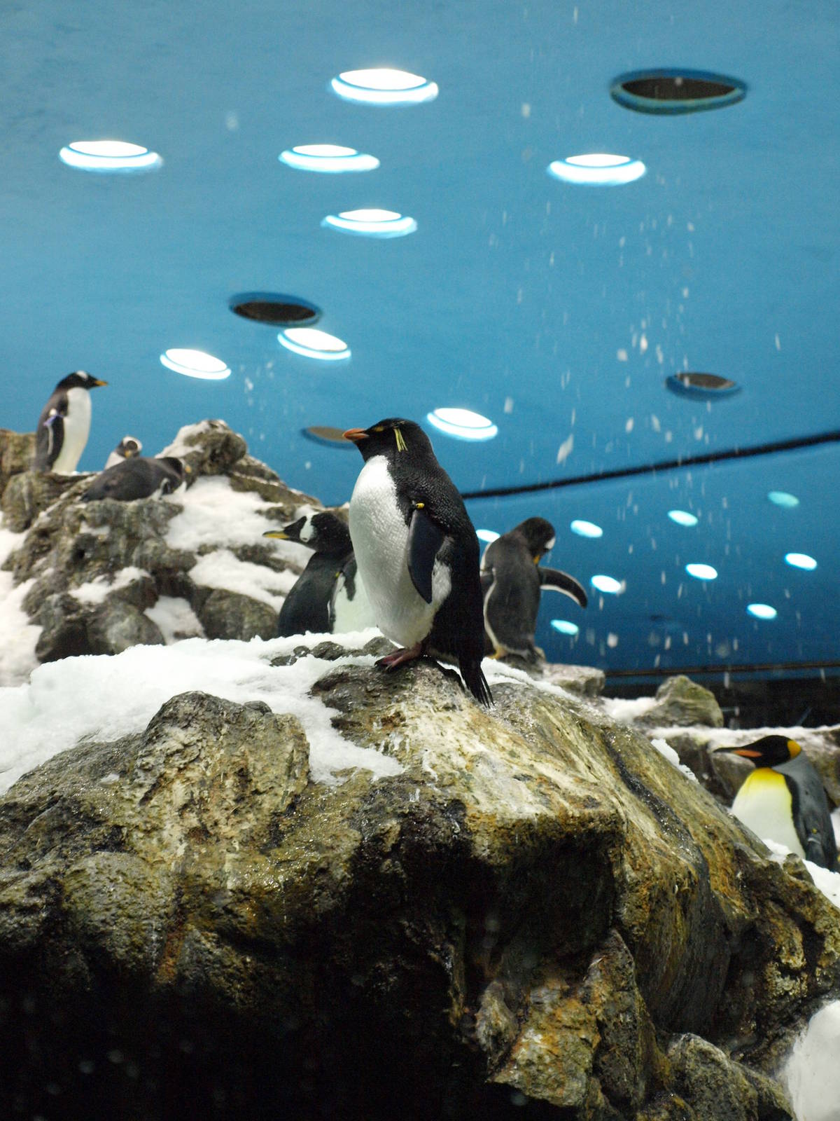 Rockhopper Penguin - Planet Penguin