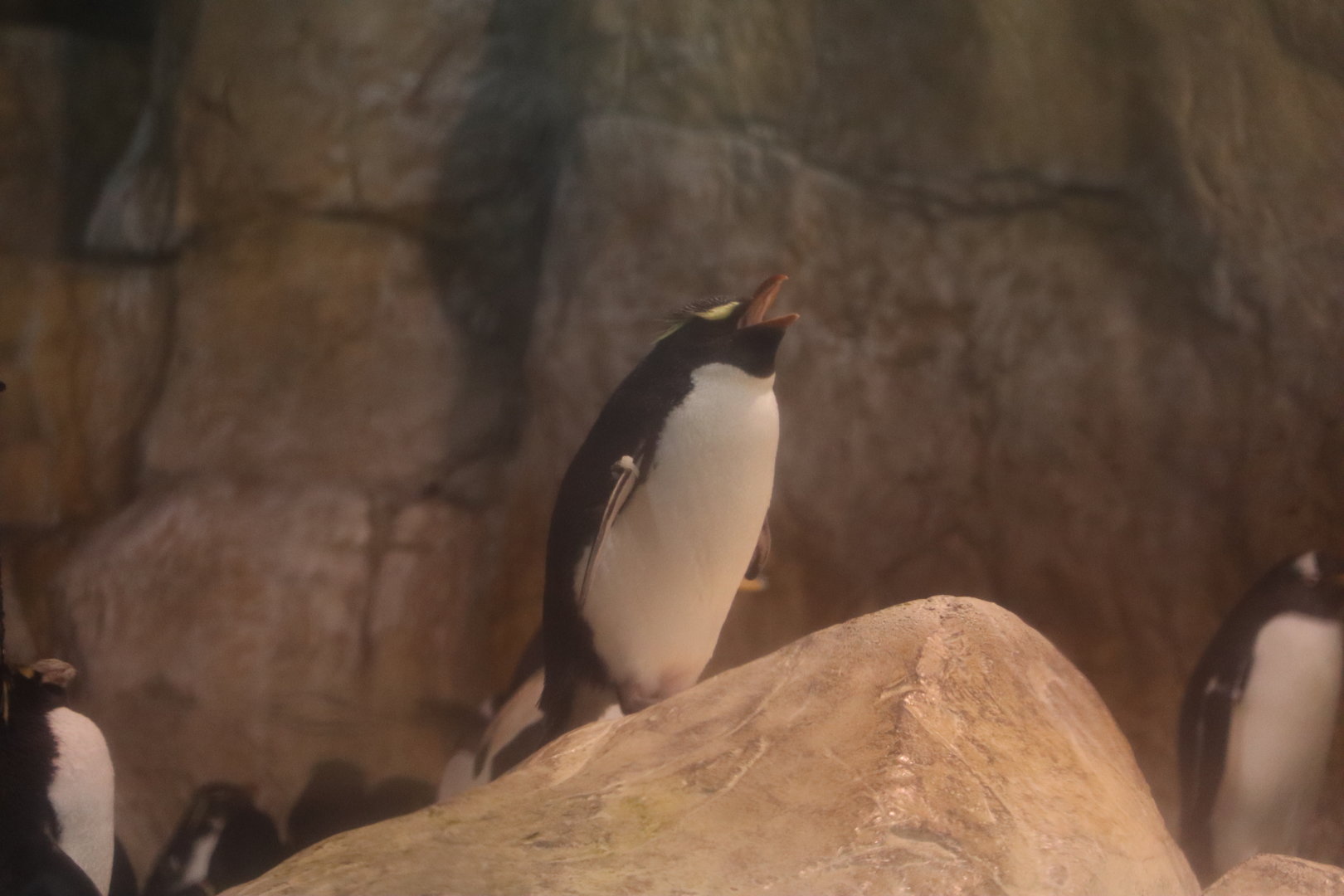 Rockhopper Penguin Roaring