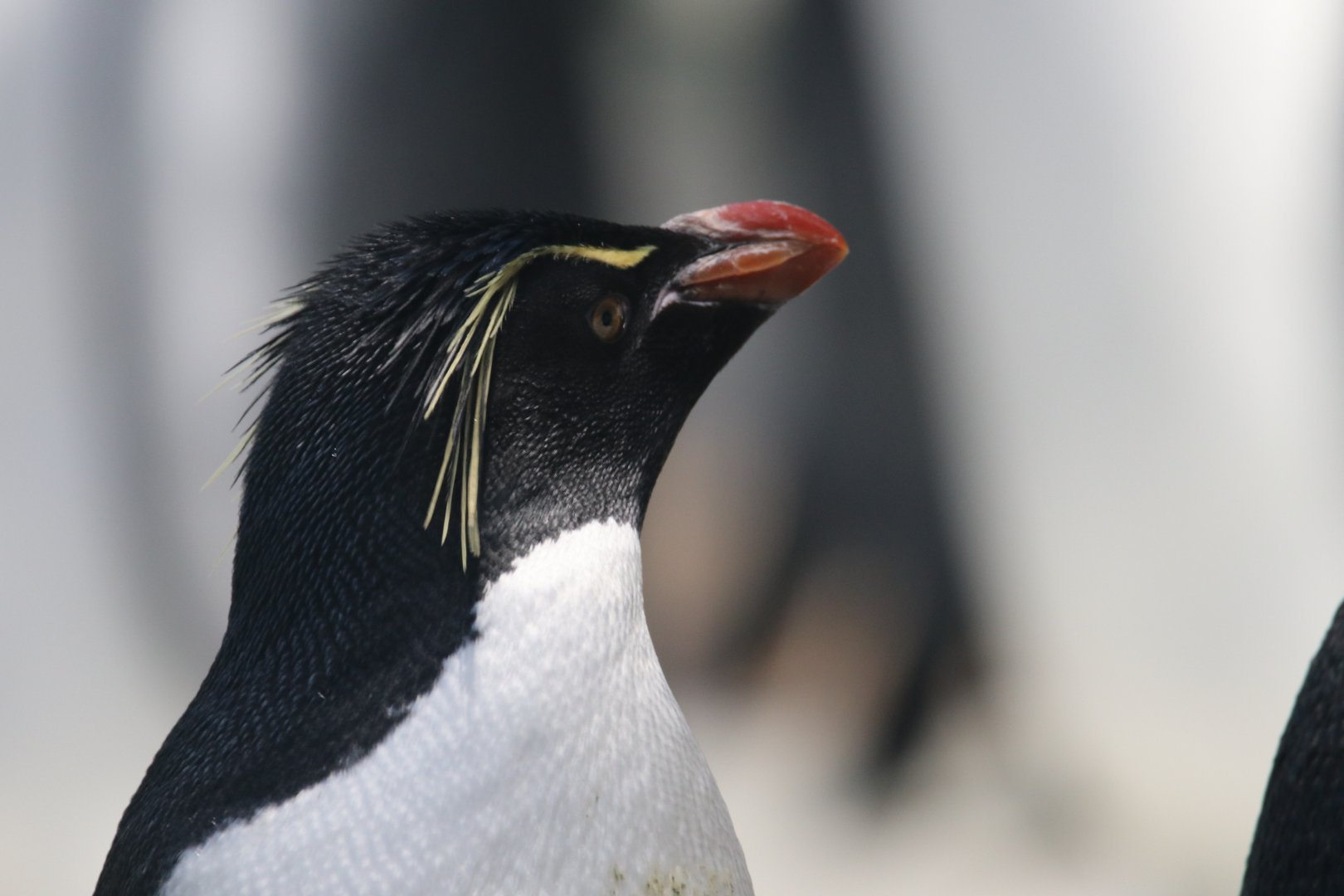 Rockhopper penguin, SeaWorld Abu Dhabi