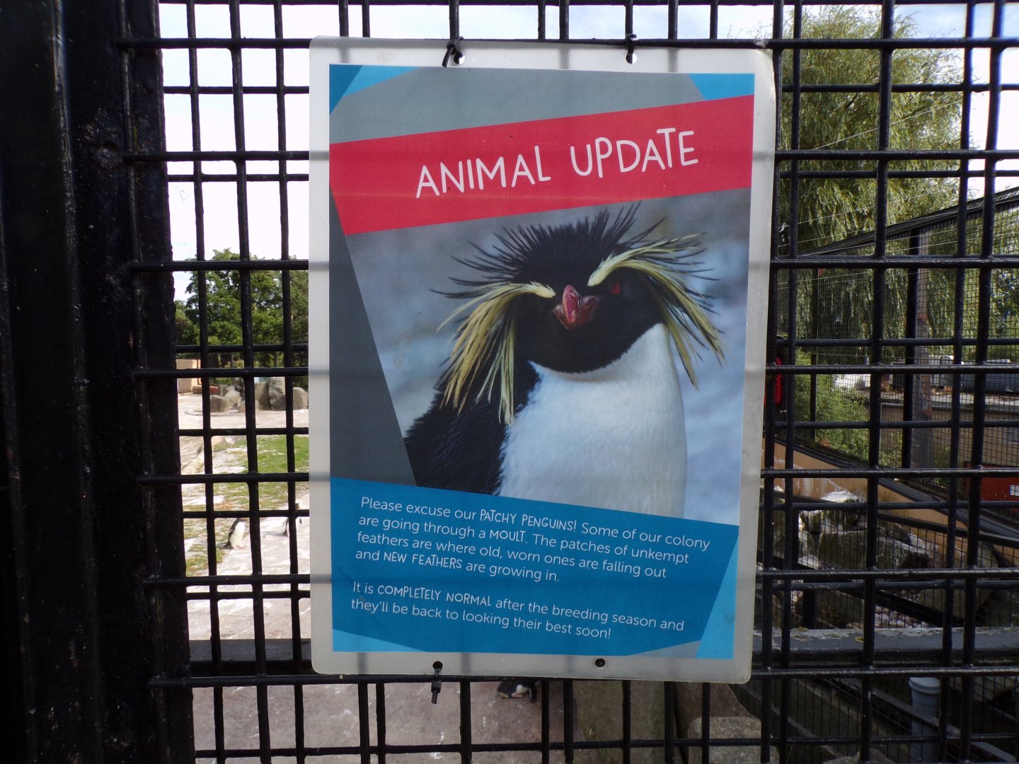 Rockhopper penguin sign 14.8.23