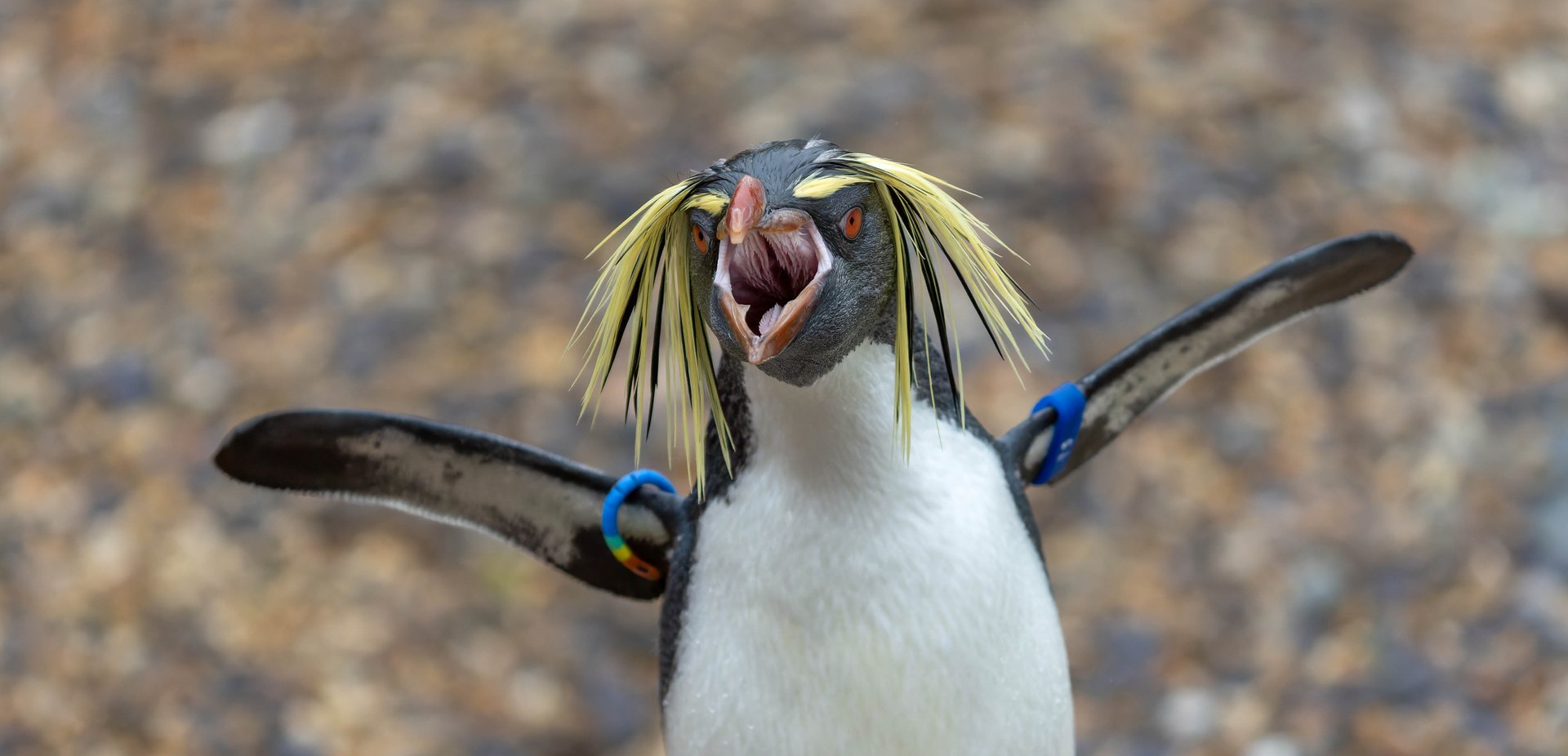 Rockhopper penguin, ZSL Whipsnade, UK