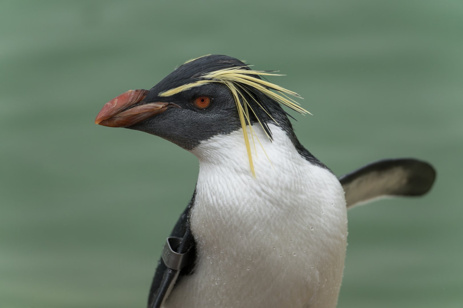 Rockhopper Penguin, ZSL Whipsnade, UK