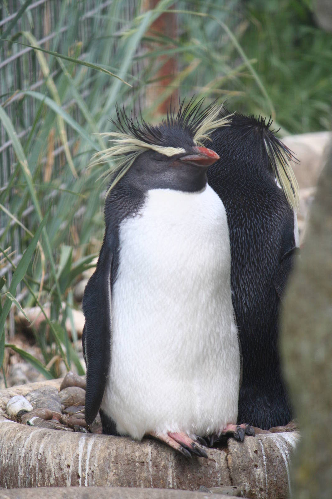 Rockhopper Penguin