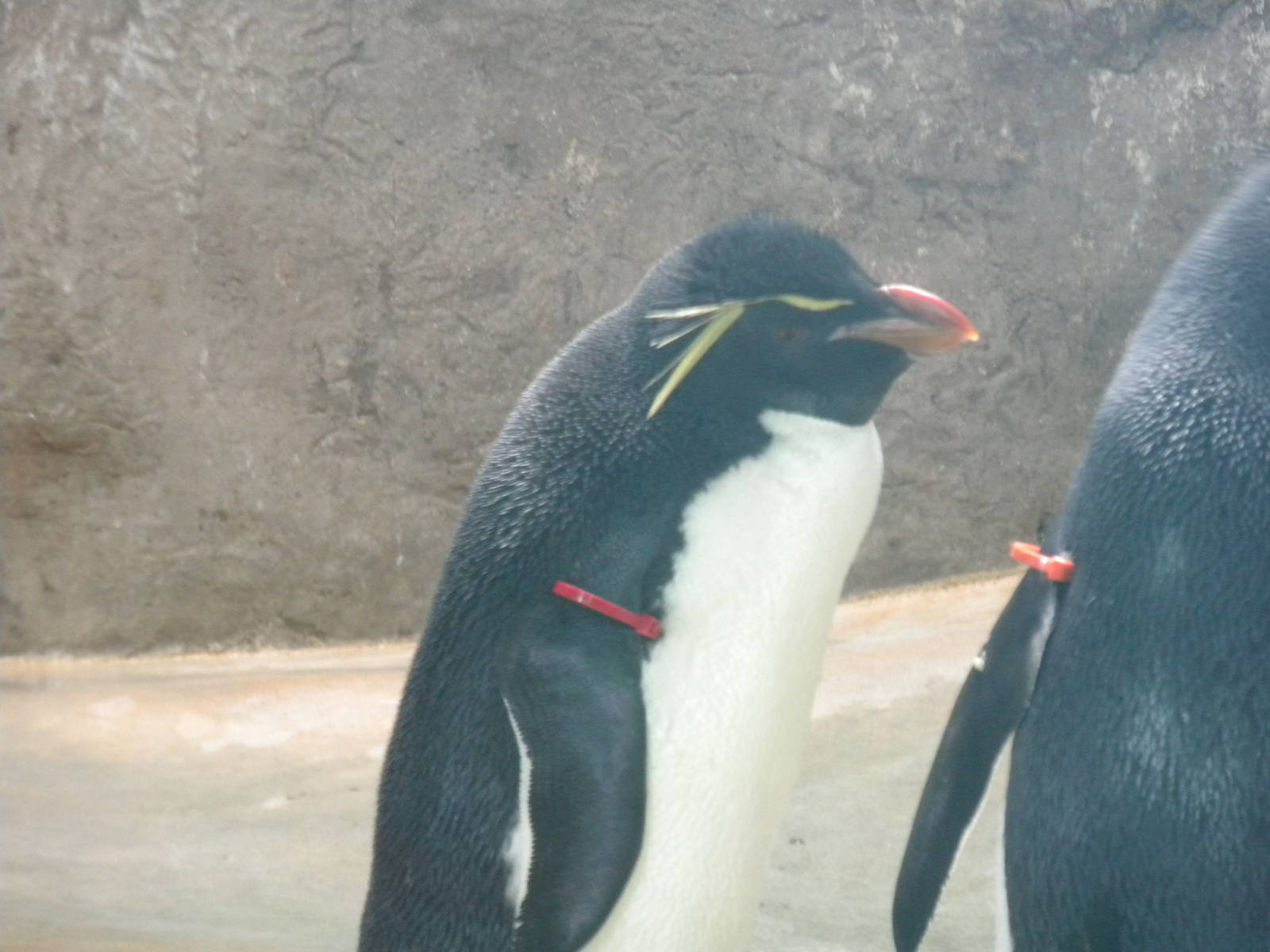 Rockhopper Penguin