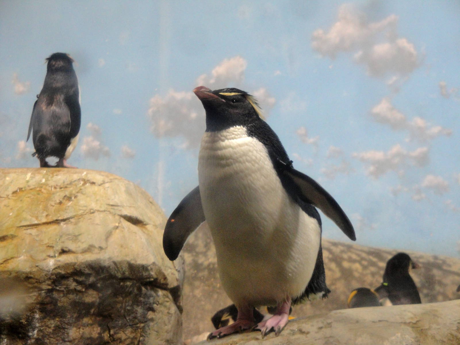 Rockhopper Penguin