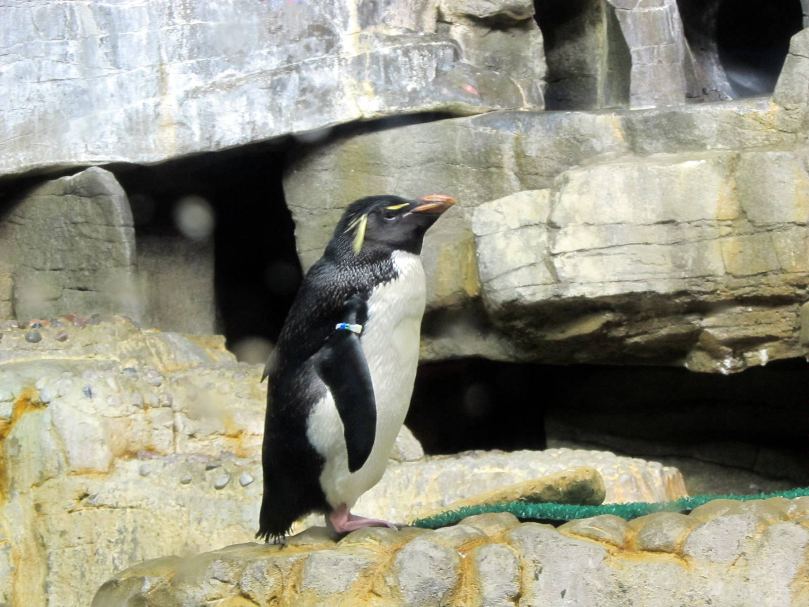 Rockhopper Penguin