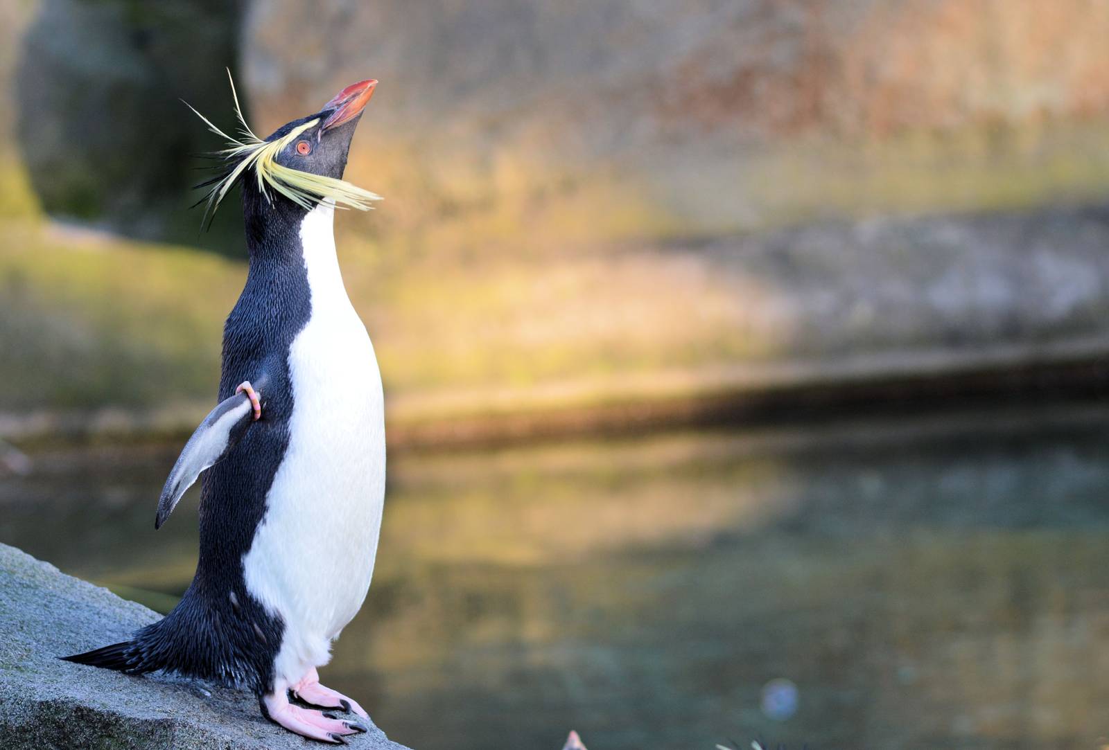 Rockhopper Penguin