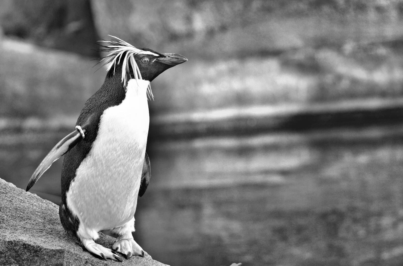 Rockhopper Penguin