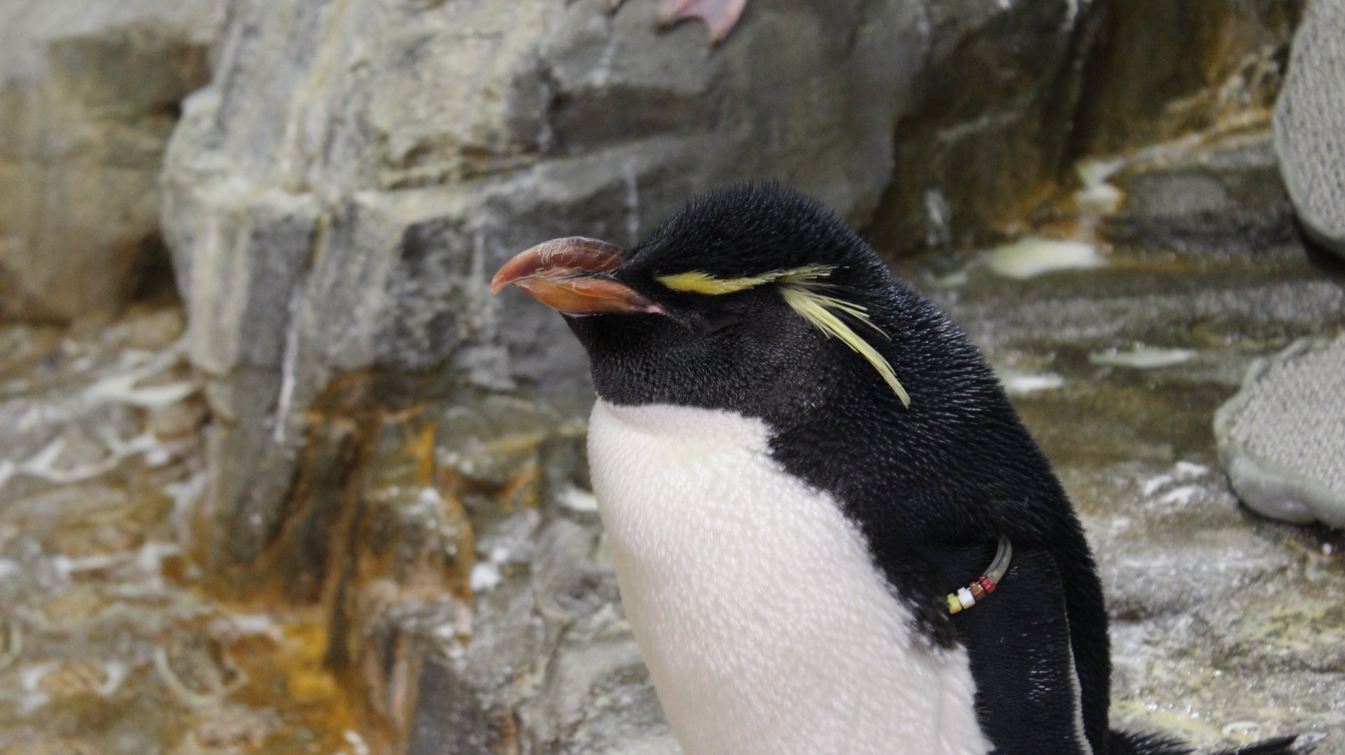 Rockhopper penguin