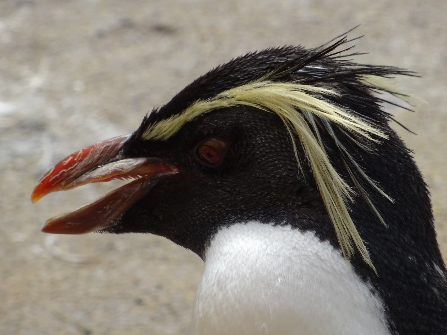 Rockhopper Penguin