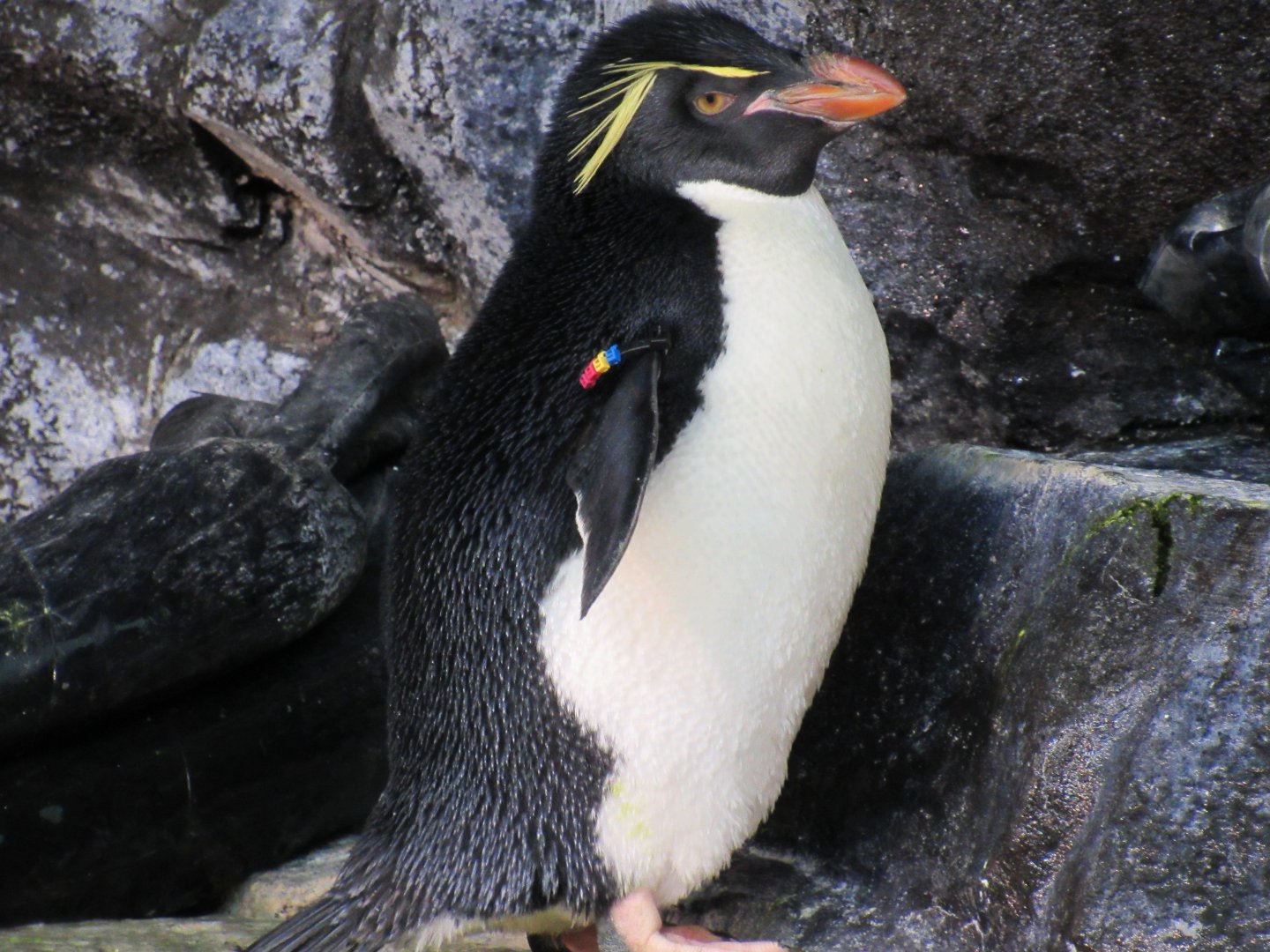 Rockhopper Penguin