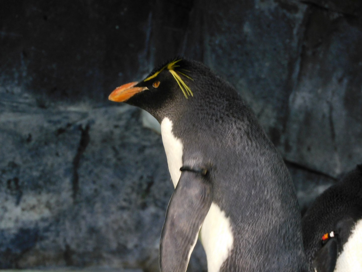 Rockhopper penguin