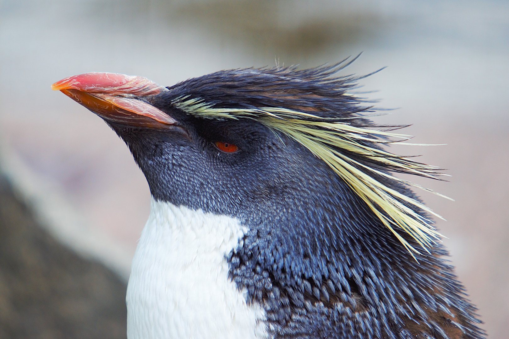 Rockhopper Penguin