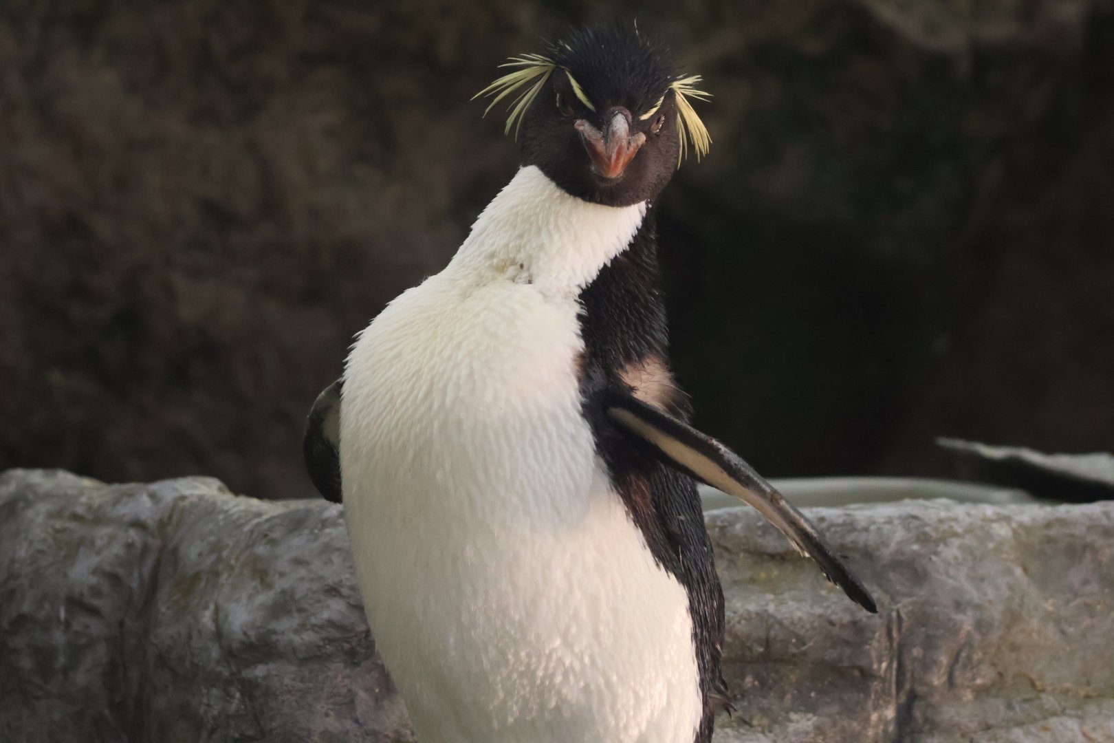 Rockhopper penguin