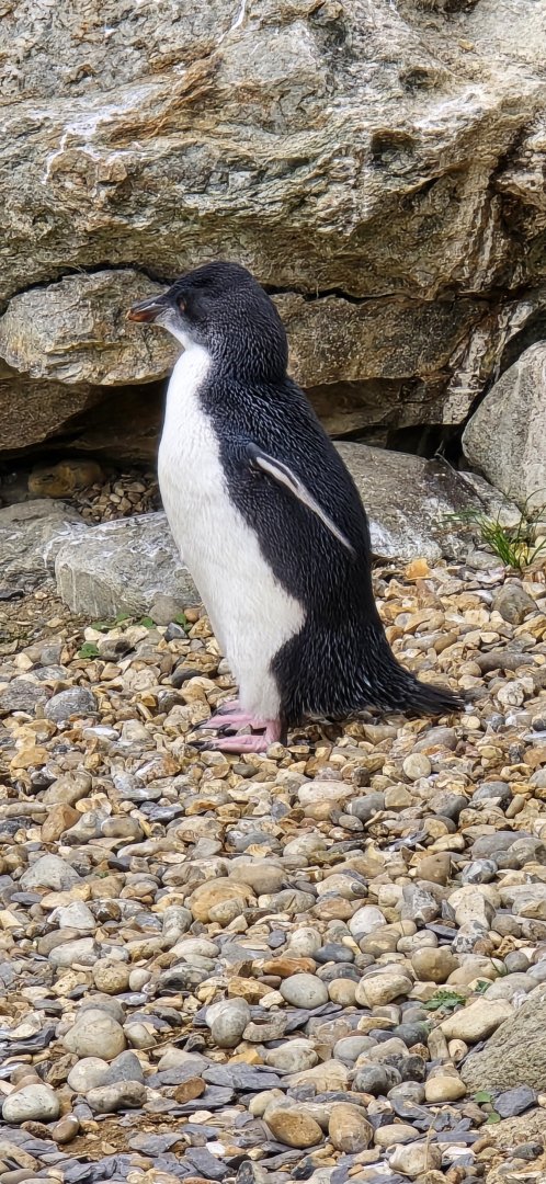 Rockhopper penguin