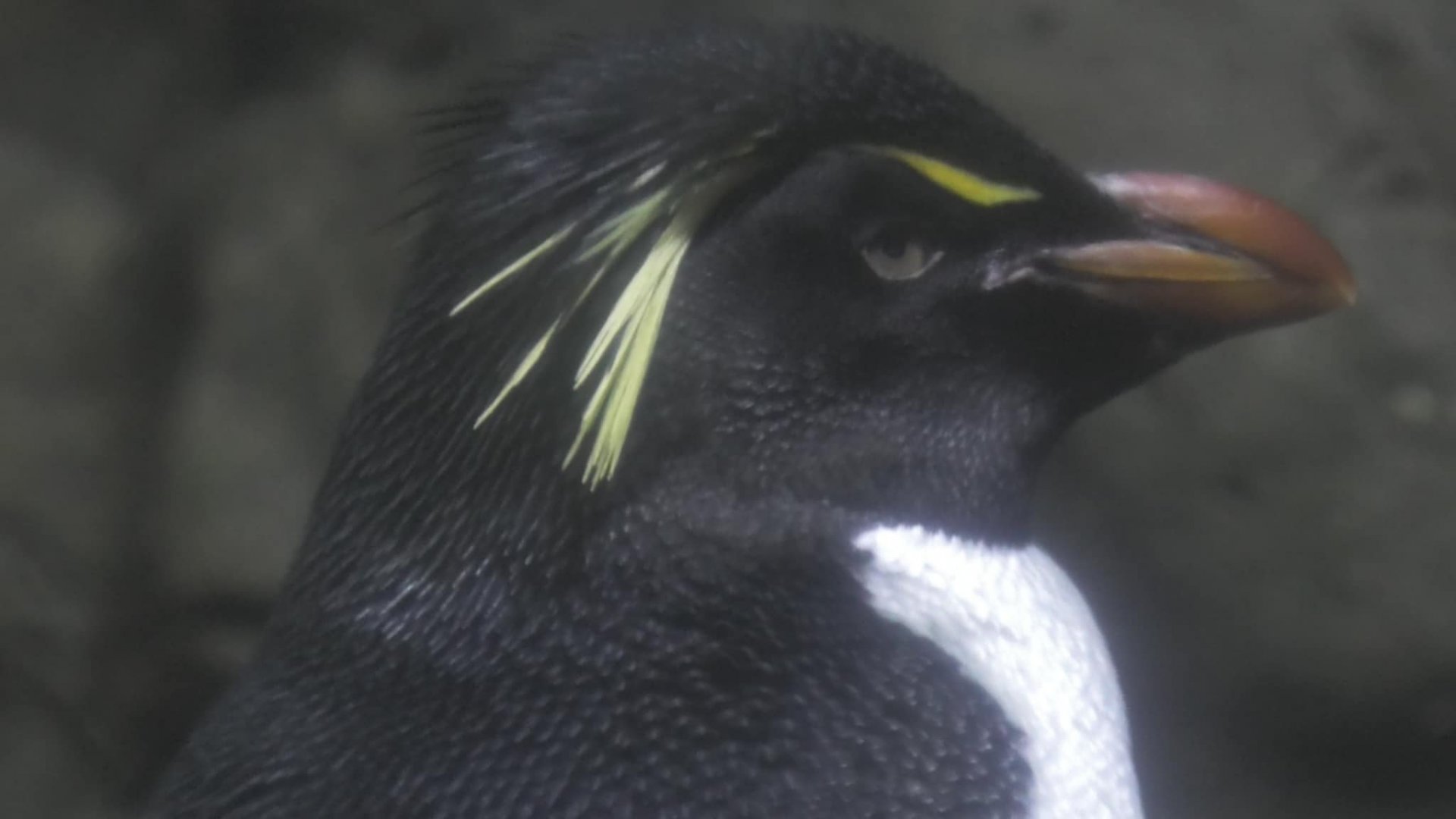 Rockhopper penguin