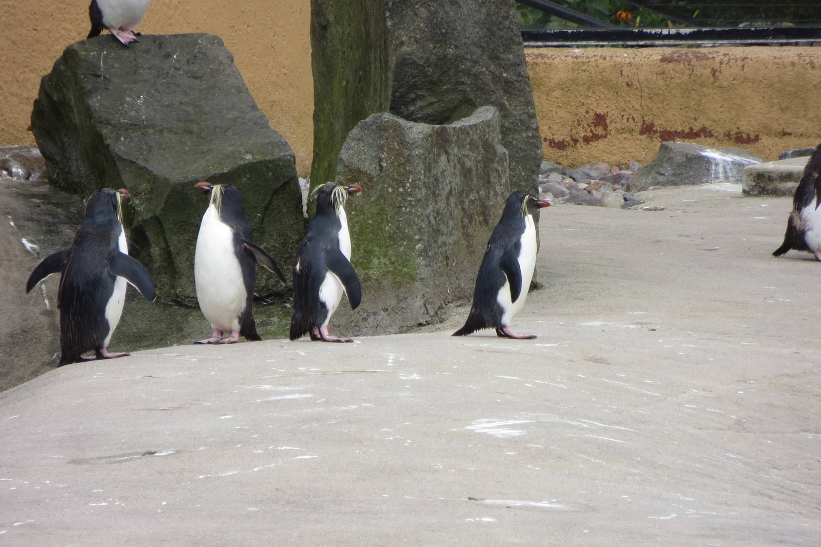 Rockhopper Penguins 240815