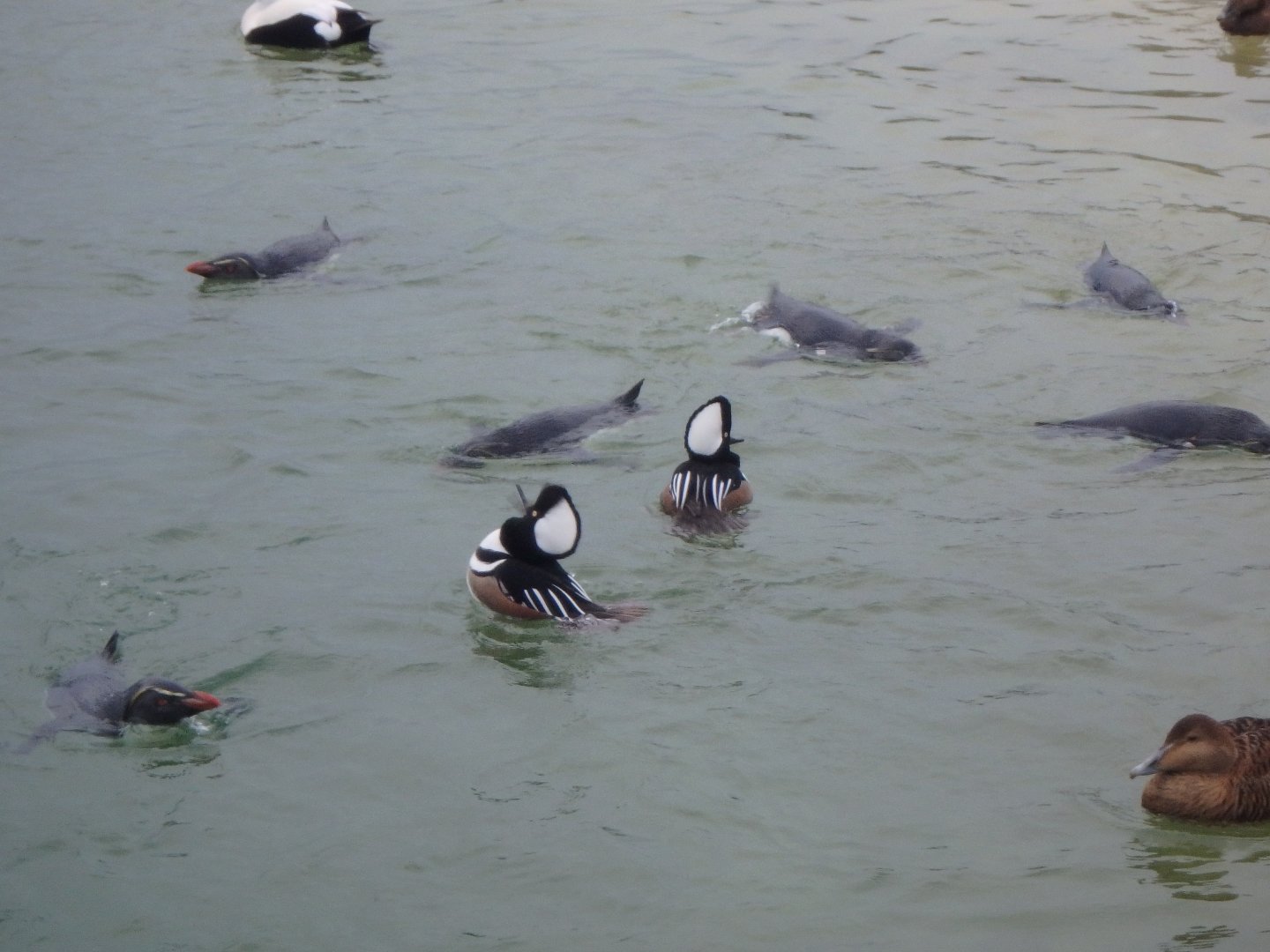 Rockhopper penguins and hooded mergansers